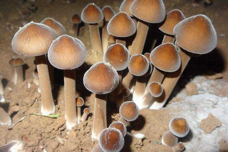 加濕器控濕讓食用菌健康成長 加濕器控濕讓食用菌健康成長