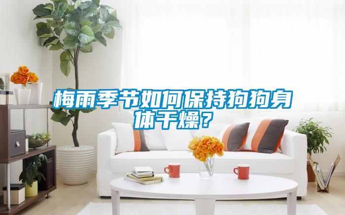 梅雨季節如何保持狗狗身體干燥？