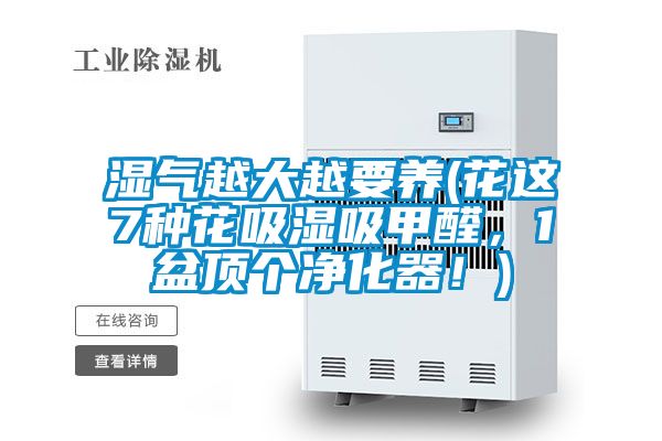 濕氣越大越要養(花這7種花吸濕吸甲醛，1盆頂個凈化器！)