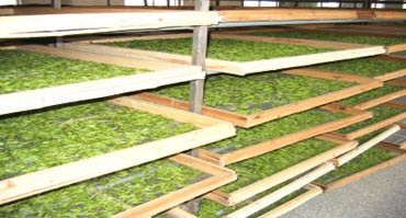 茶葉烘干處理解決方案 茶葉烘干處理解決方案