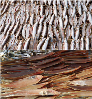 水產品烘干處理解決方案 水產品烘干處理解決方案